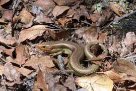wildherps.com Skilton