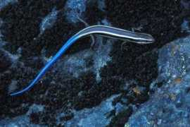 wildherps.com Skilton