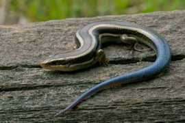 Skilton