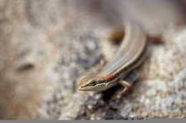 burrard-lucas.com Skink