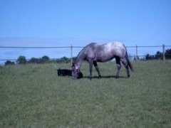 4mranch.dk Skipa