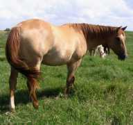 rdbquarterhorses.com Skipin