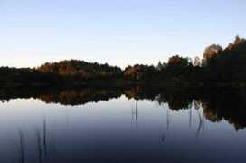 Skog