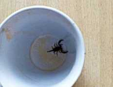 livekuban.ru Skorpiona