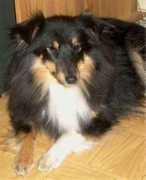 kennelgoldmine.com Skrollan