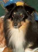 kennelgoldmine.com Skrollan