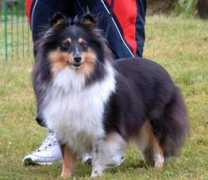 eastflash.se Skrollan