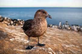 Skua
