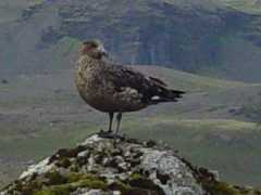 Skua
