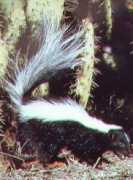 Skunk