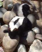 Skunkie