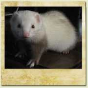 Skunky