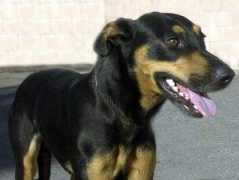 dogsaver.org Skylar