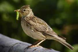 birding.in Skylark