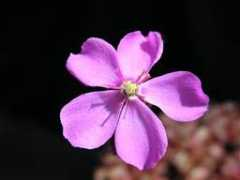 darwiniana.cz Slaky