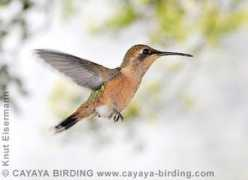 cayaya-birding.com Slender