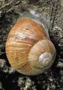 Slimo