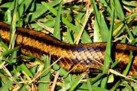 jpgmag.com Slithers