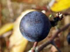 finegardening.com Sloe