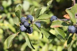 geograph.org.uk Sloe
