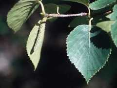 pirtslietas.lv Slotina