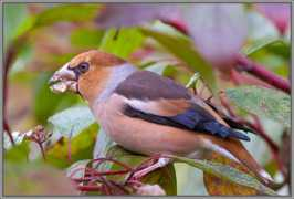 photoforum.ru Sloven