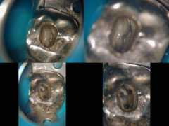 dentalindia.com Slsl