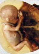 whateveristrue.com Smallbaby