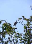 brookspark.org Smallbird