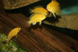 cichlids.com Smallfry
