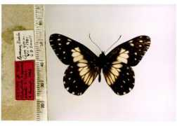 butterfliesofamerica.com Smalli