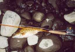 housatonicrods.com Smallie