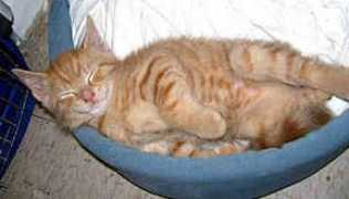 gotpetsonline.com Smanatha