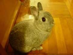 rosybunny.com Smartboy