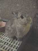 rosybunny.com Smartboy