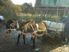 horsecare.org.za Smasha