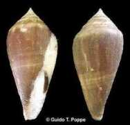 gastropods.com Smirna