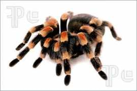 Smithi
