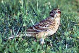 californiabirds.org Smlo