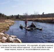 bio.umass.edu Smolt