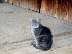 heinzkauer.ch Smooki