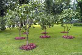 regencyclubthrissur.com Smrithi