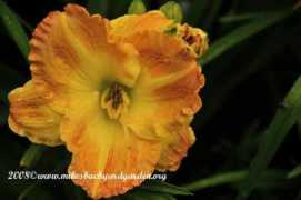 mikesbackyardgarden.org Smugglers