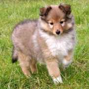 sheltie4us.se Smula