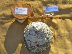wildwoodsurvival.com Smusic