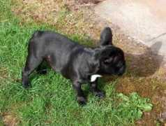bullie.dk Snager