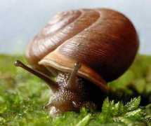 likeithateit.net Snails