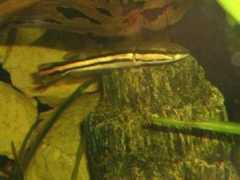 Snakehead