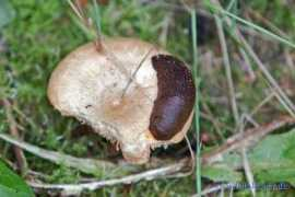 Snegl