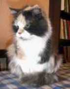 siberian-best.narod.ru Sneshana